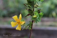 Hypericum mysurense